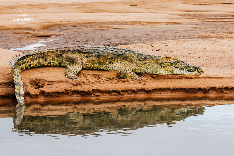 Crocodile along the bank of the Rufiji River during a boat safari in Nyerere National Park, southern Tanzania