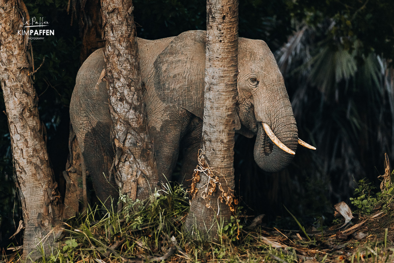 Elephant near Lake Manze in Nyerere National Park, Tanzania