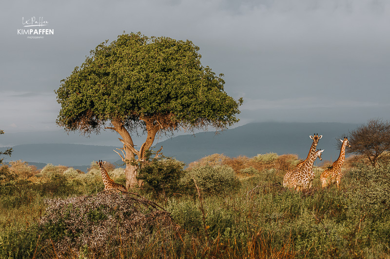 Nyerere National Park as a calm, water-rich choice for a first safari in Tanzania, with giraffe, hippo, and crocodile