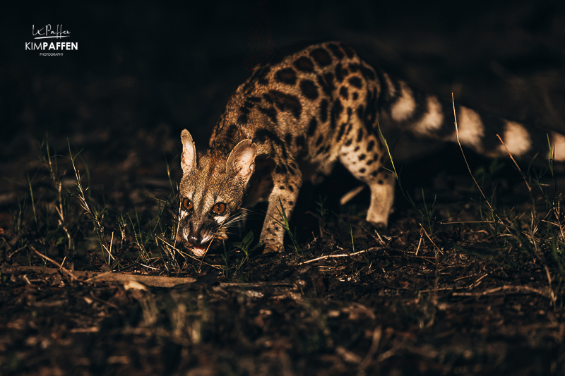 Genet spotted at Lake Manze Camp in Nyerere National Park, Tanzania