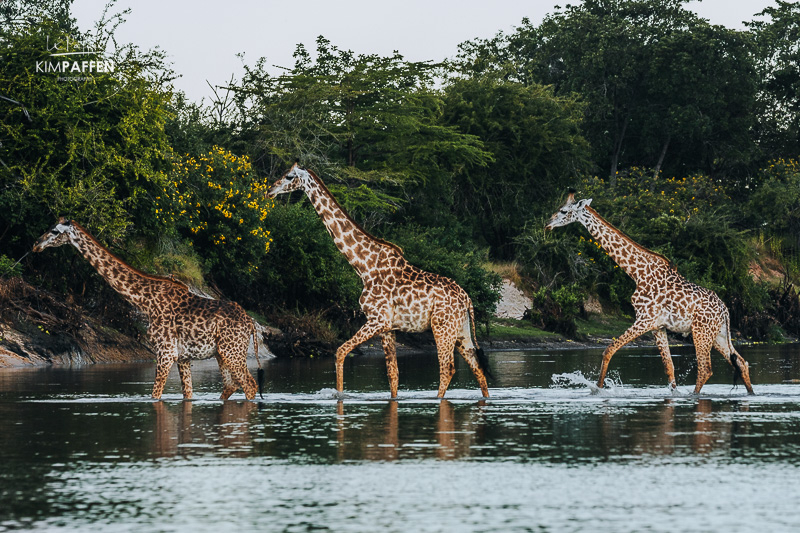 Giraffe crossing Lake Manze during a safari in Nyerere National Park