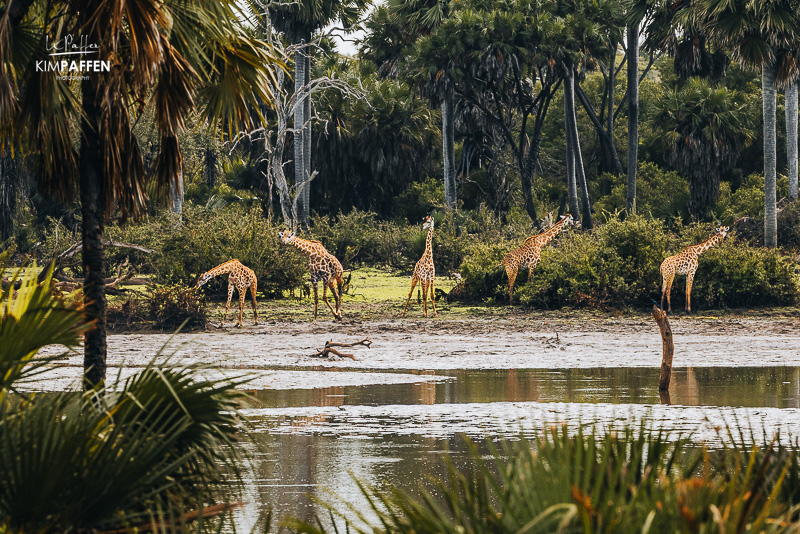 Giraffe in riverine vegetation near Lake Manze, Nyerere National Park, Tanzania