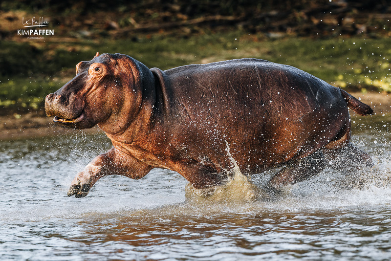 Hippo running through Lake Manze in Nyerere National Park, Tanzania