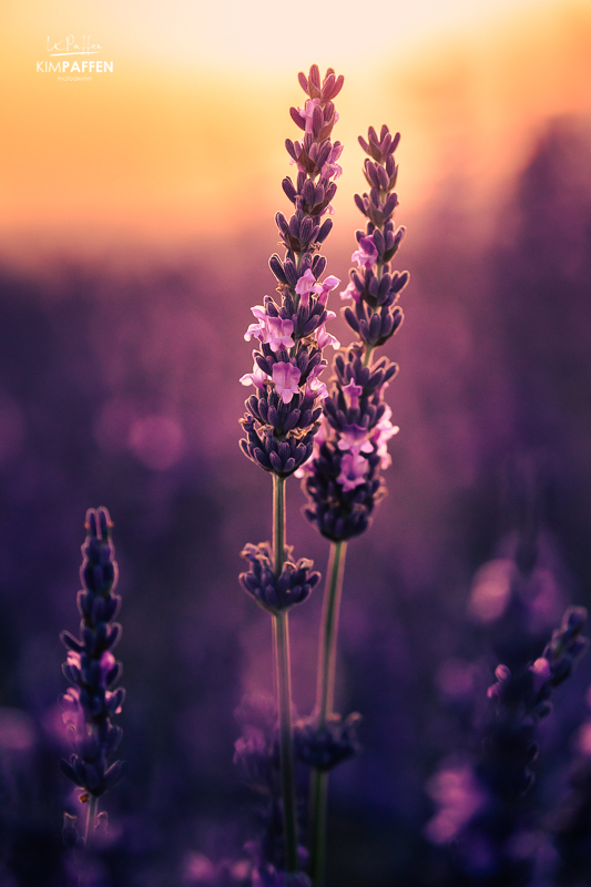 Lavender in full bloom Provence