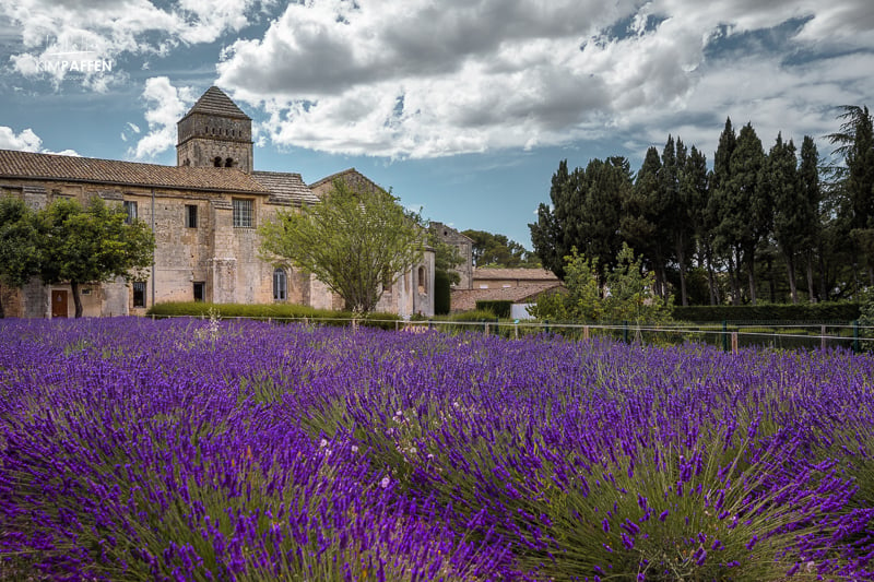 Lavander season Provence