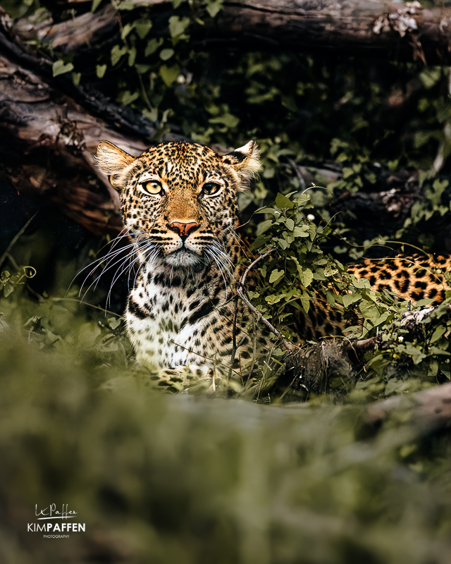 Leopard in Nyerere National Park — rich wildlife viewing, but not a classic Big Five safari