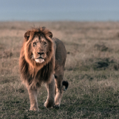 Spot the Big Five on Safari in the Maasai Mara National Reserve