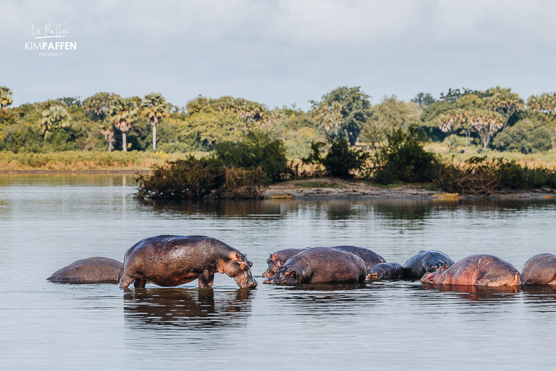 Safari in Nyerere National Park, Tanzania — vast landscape, wildlife, and an unhurried safari experience