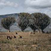 Oserengoni Wildlife Sanctuary Chui Lodge