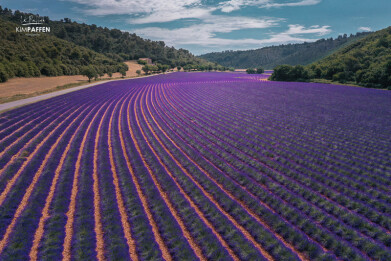 Your Guide To Visiting The Valensole Lavender Fields In The Provence