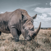 Rhino Sanctuary Ol Choro Conservancy