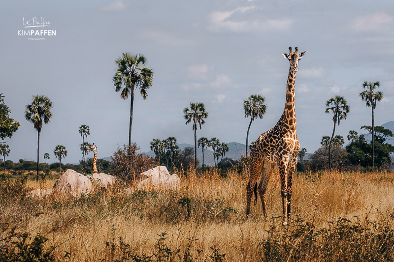 Giraffe in the dry landscape of Ruaha National Park, southern Tanzania
