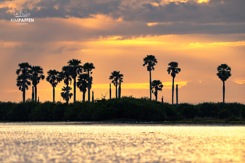 Rufiji River, lakes, wetlands, and floodplains in Nyerere National Park at sunset, with palm trees in silhouette