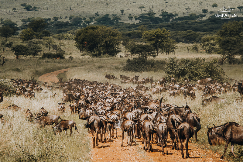 Serengeti Great Migration Tanzania
