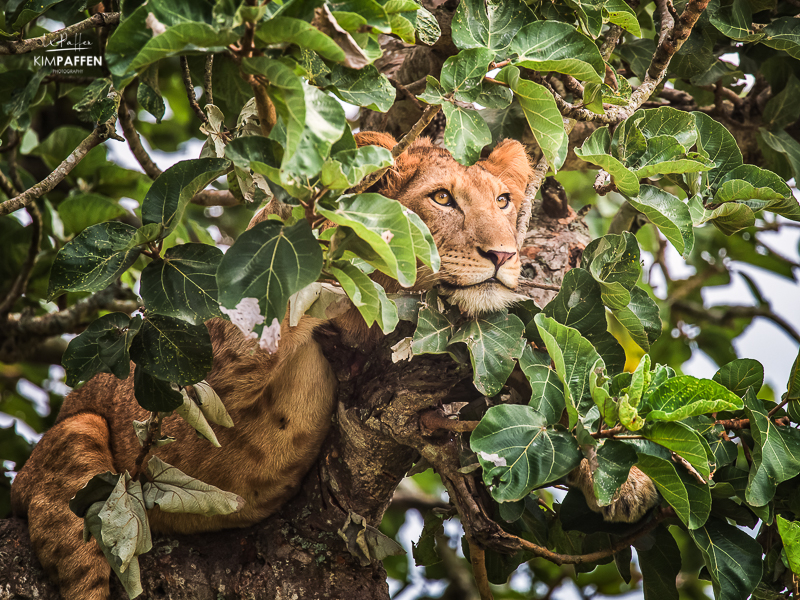 safari photo gear