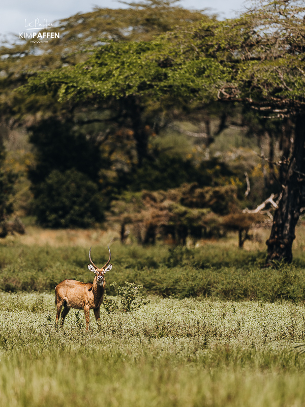 Waterbuck in Nyerere National Park during the green season, with lush landscape and more challenging access