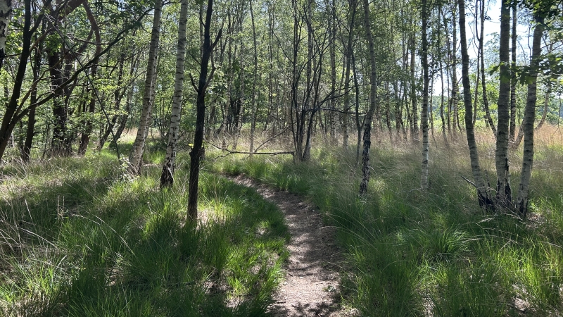 2-daagse-wandelroute-brabant-morgenrood