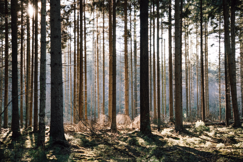 2-daagse-wandelroute-natuurkampeerterrein-borger