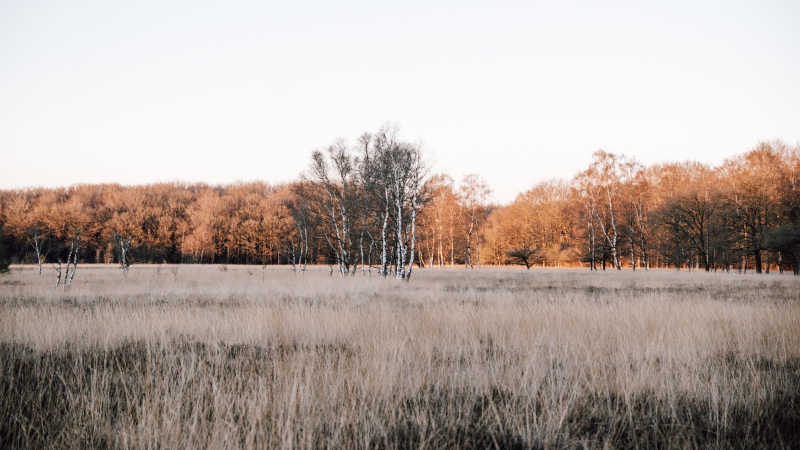2-daagse wandeltocht-Natuurkampeerterrein-Borger