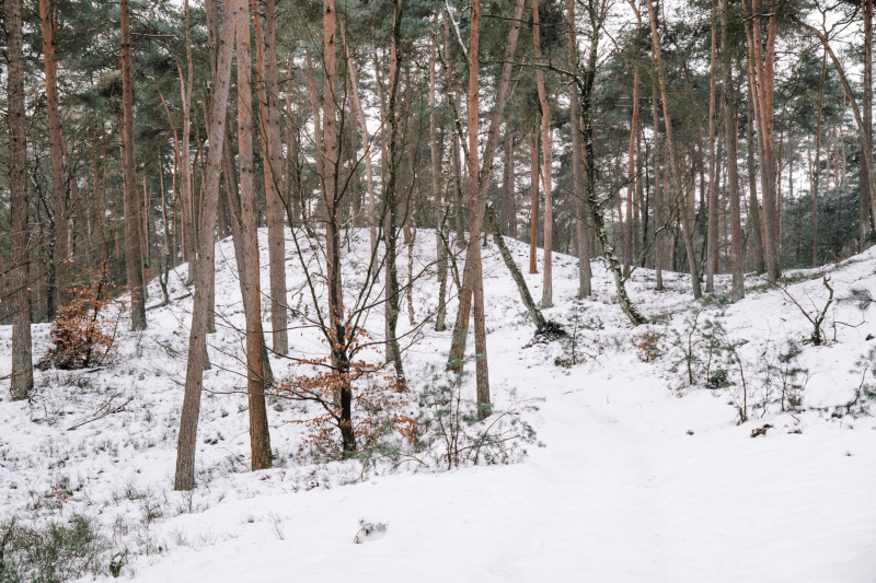 2-daagse-winterwandeltocht-eerbeek