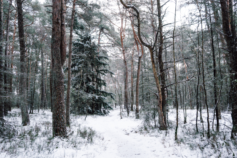 2-daagse-winterwandeltocht-hallse-hull