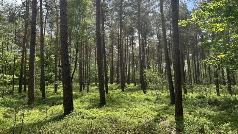 3-daagse-roots-natuurpad-veluwe