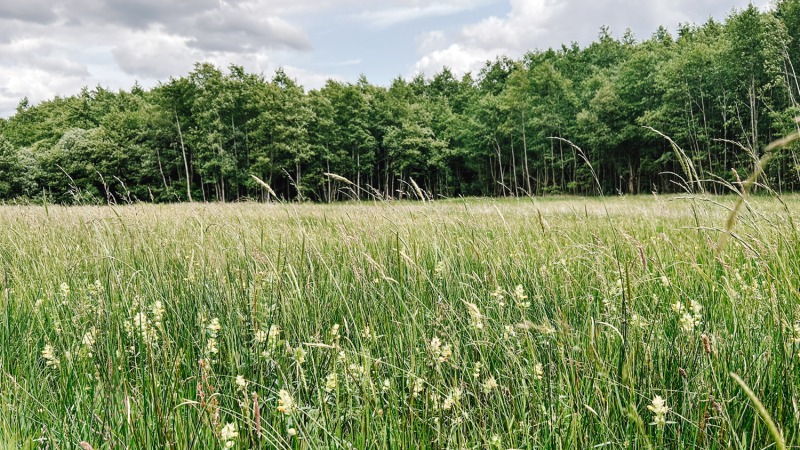3-daagse-wandelroute-drentsche-aa