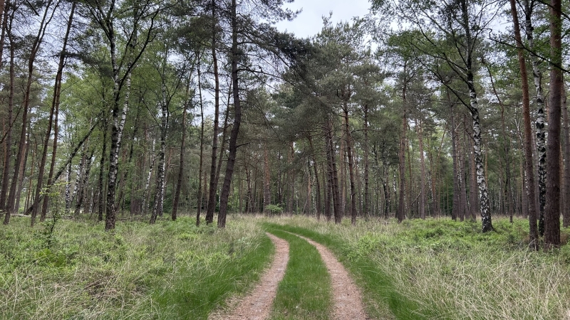 3-daagse-wandelroute-roots-natuurpad-veluwe