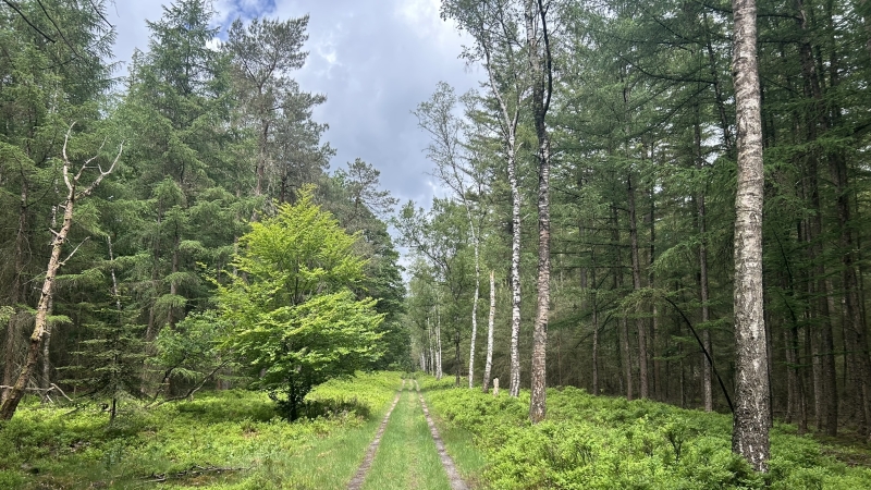 3-daagse-wandelroute-roots-natuurpad-veluwe-zomer