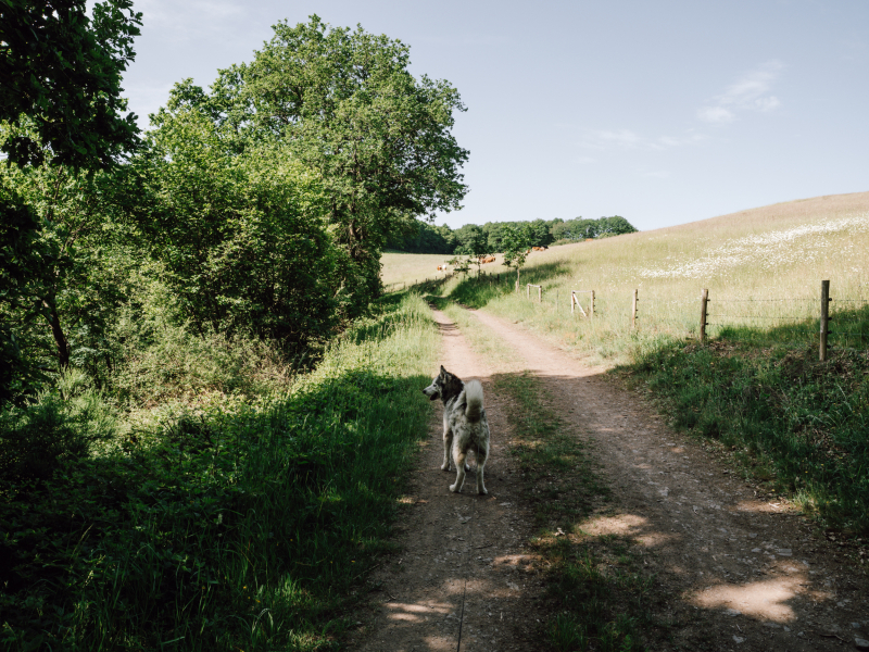 3 dagen op de Eifelsteig met de hond 3 dagen op de Eifelsteig met de hond