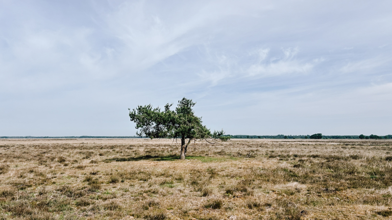 4-daagse-hike-door-drenthe-dwingelderveld