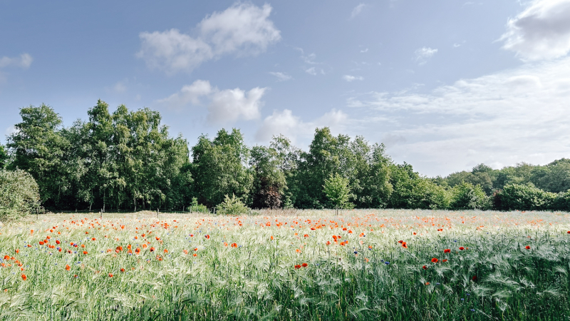 4-daagse-hike-drenthe
