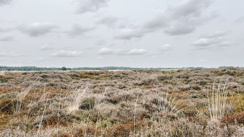 4-daagse-hike-natuurkampeerterreinen-drenthe