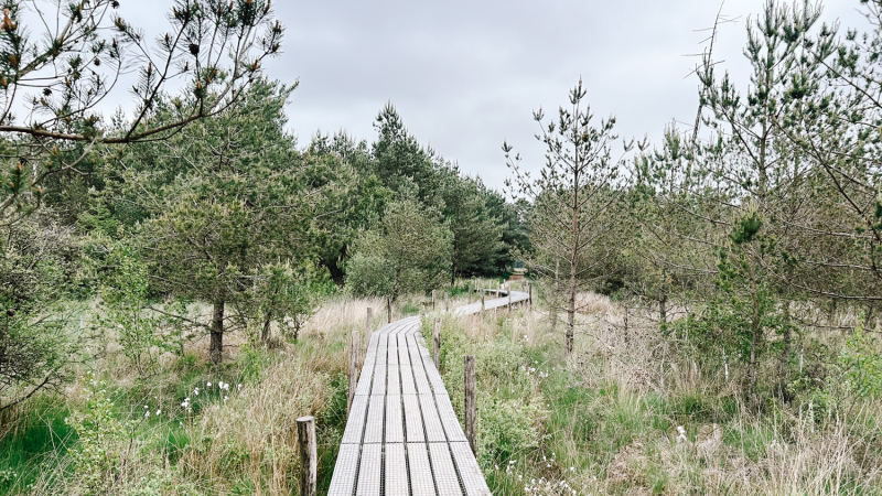 4-daagse-wandeling-drenthe-natuurkampeerterreinen