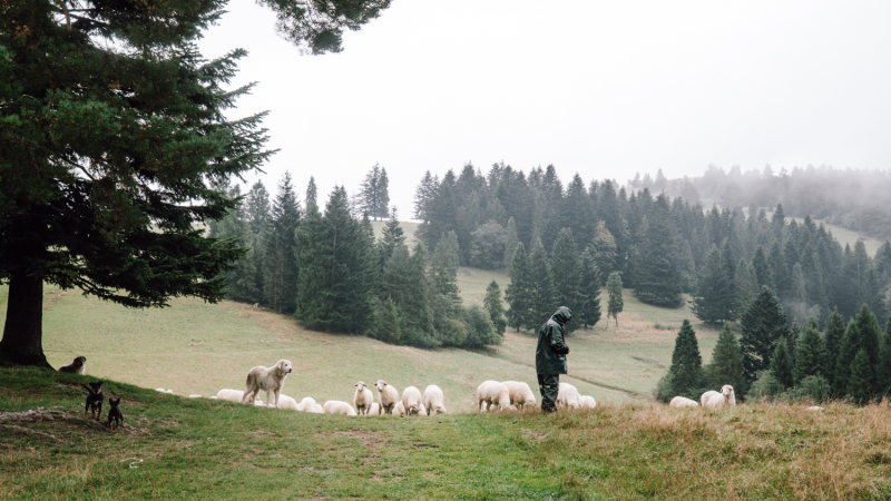 5-daagse-hike-malopolska-schaapskudde