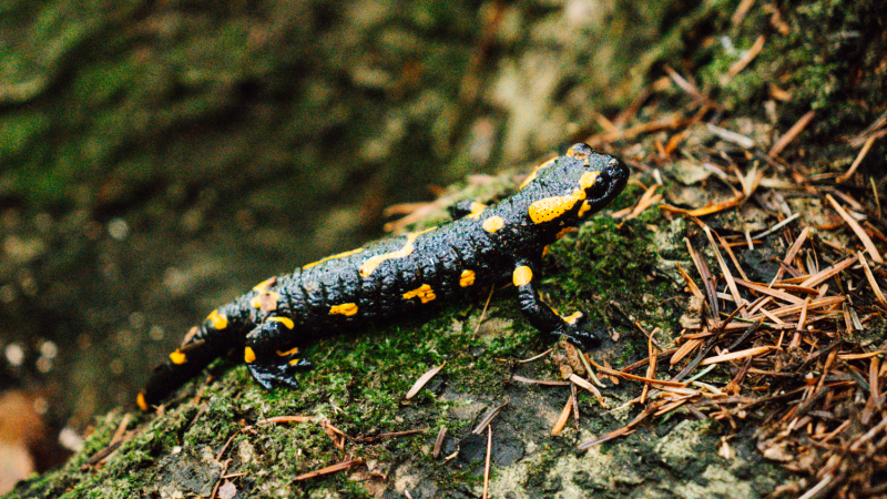 5-daagse-wandeling-klein-polen-salamander