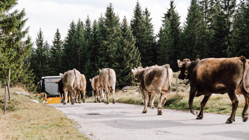 bargis-flims
