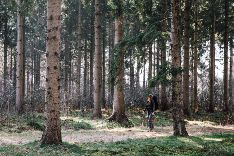 Blauwe Bos langs de 100 km van Appelscha