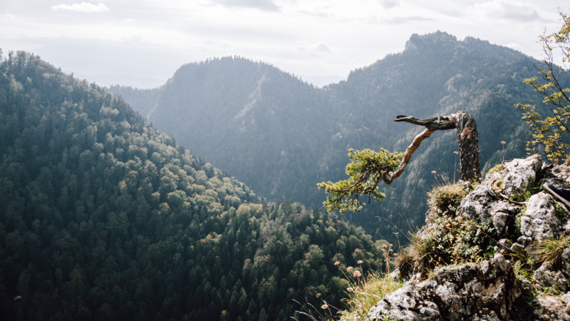 boom-pieniny-nationaal-park