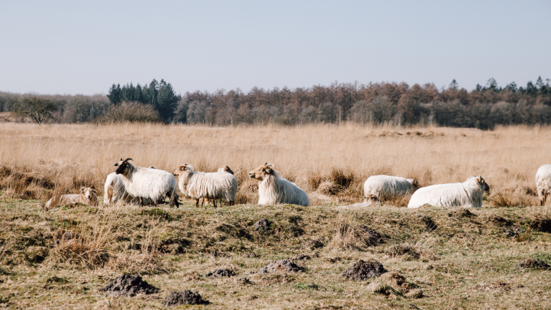 Duurswouderheide langs de 100 km van Appelscha