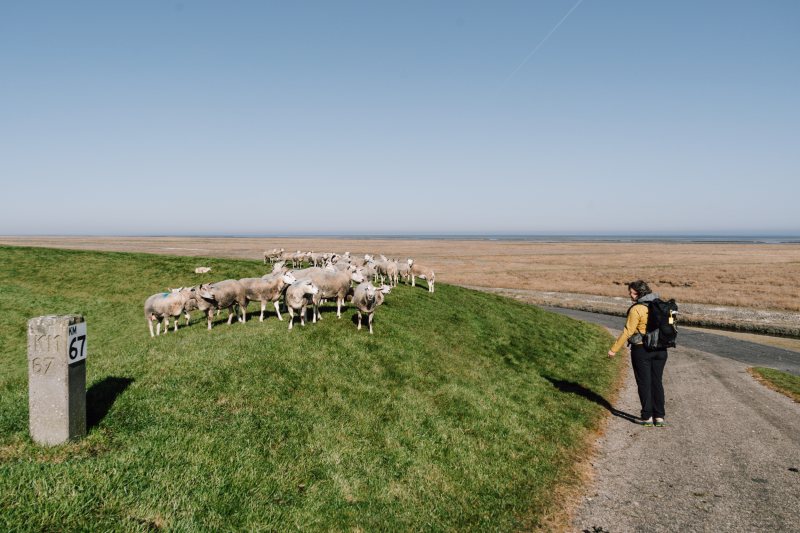 Het Ziltepad is een van de nieuwste thematische meerdaagse wandelroutes in Nederland Het Ziltepad is een van de nieuwste thematische meerdaagse wandelroutes in Nederland