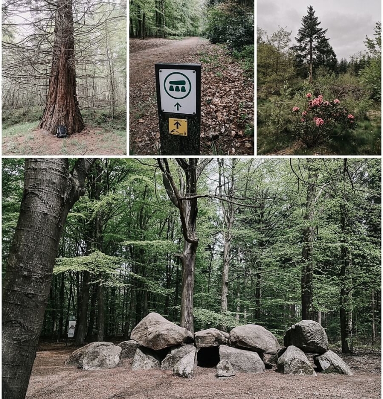 hondsrugpad-pinetum