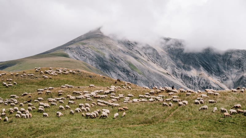 huttentocht-oisans-schaapskudde