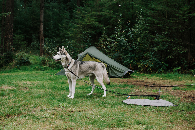 Hond mee naar natuurkampeerterrein hond-mee-natuurkampeerterrein