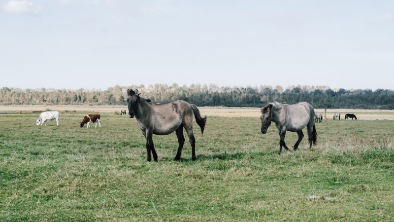 Rondje-Lauwersmeer-konikpaarden