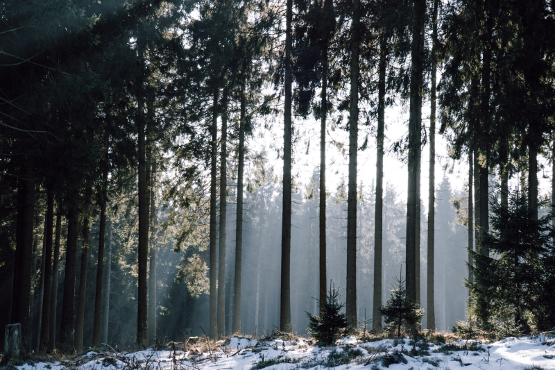 Rothaarsteig wandelen Rothaarsteig wandelen