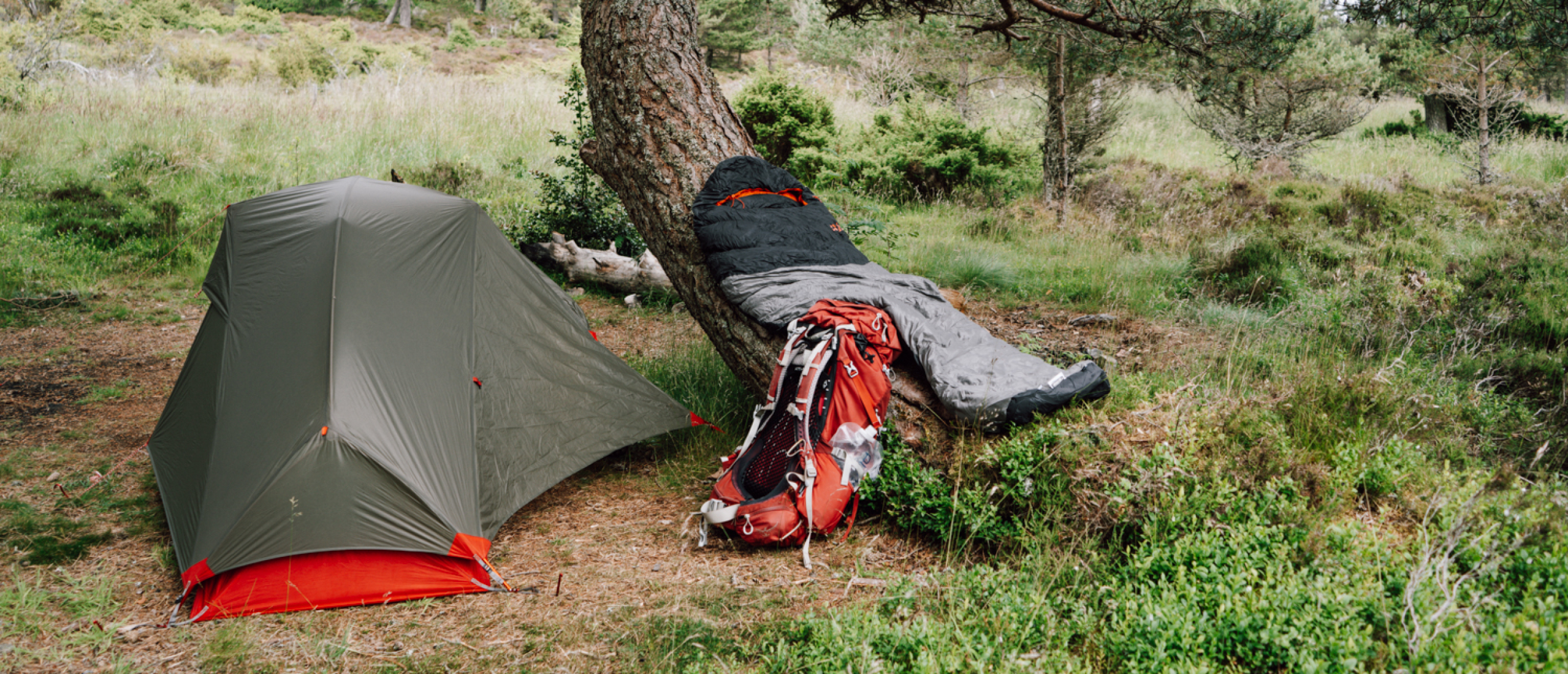 Wildkamperen in Europa