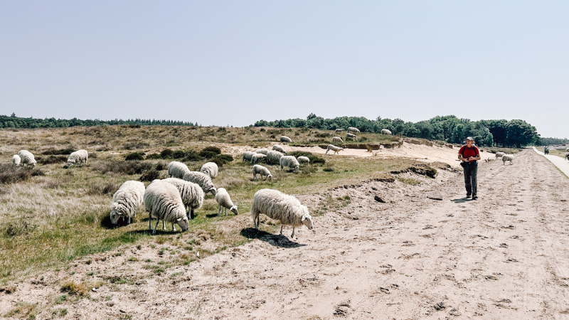 trekkershuttentocht-veluwe-solo-wandelen