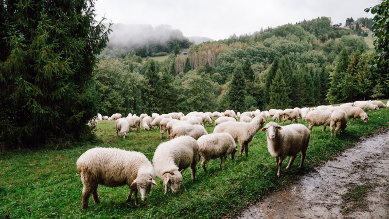 veilig-wandelen-polen