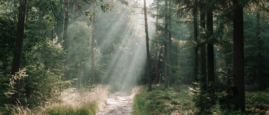 2-daagse-wandeling-overnachting-veluwe
